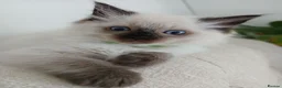 Ragdoll cats for sale: 5 Gorgeous 1/2 Pedigree Ragdoll Kittens 💖 - Advert 12