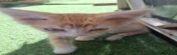 Mixed Breed cats for sale: 3 Ginger Kittens. 8 weeks old  - Advert 3
