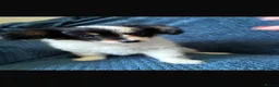 Papillon dogs for sale: Tan & black papillon puppies  - Advert 7