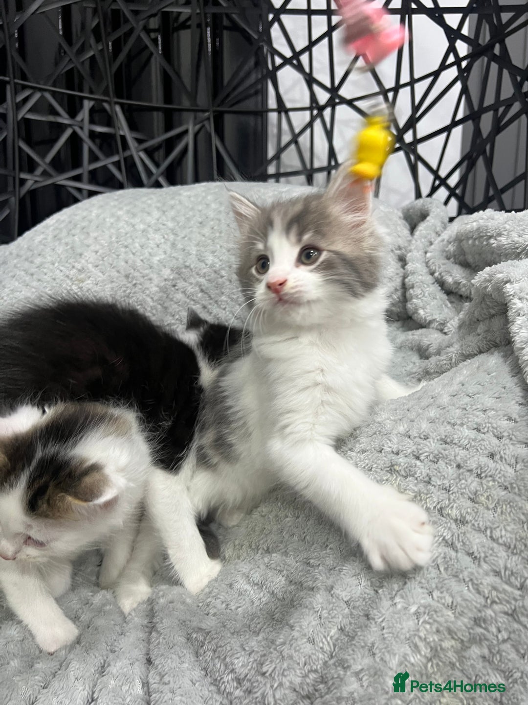 British Longhair cats for sale: Gorgeous fluffy kittens looking for forever home - Image 4