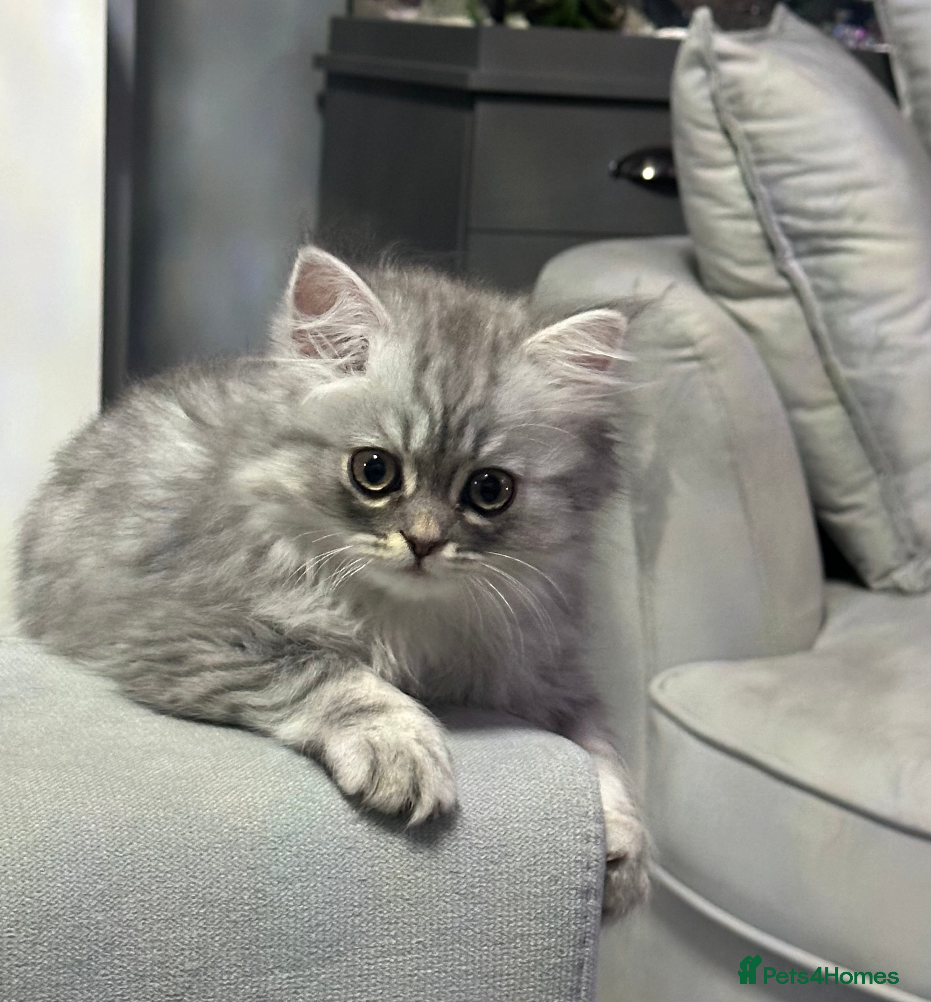 Persian cats Pure Persian long coat kitten’s - Advert 2
