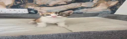 Mixed Breed cats for sale: Part Norwegian forrest in Warrington - Advert 3