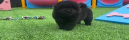Chow Chow dogs for sale: Stunning Exotic colour chowski puppies for sale - Advert 23