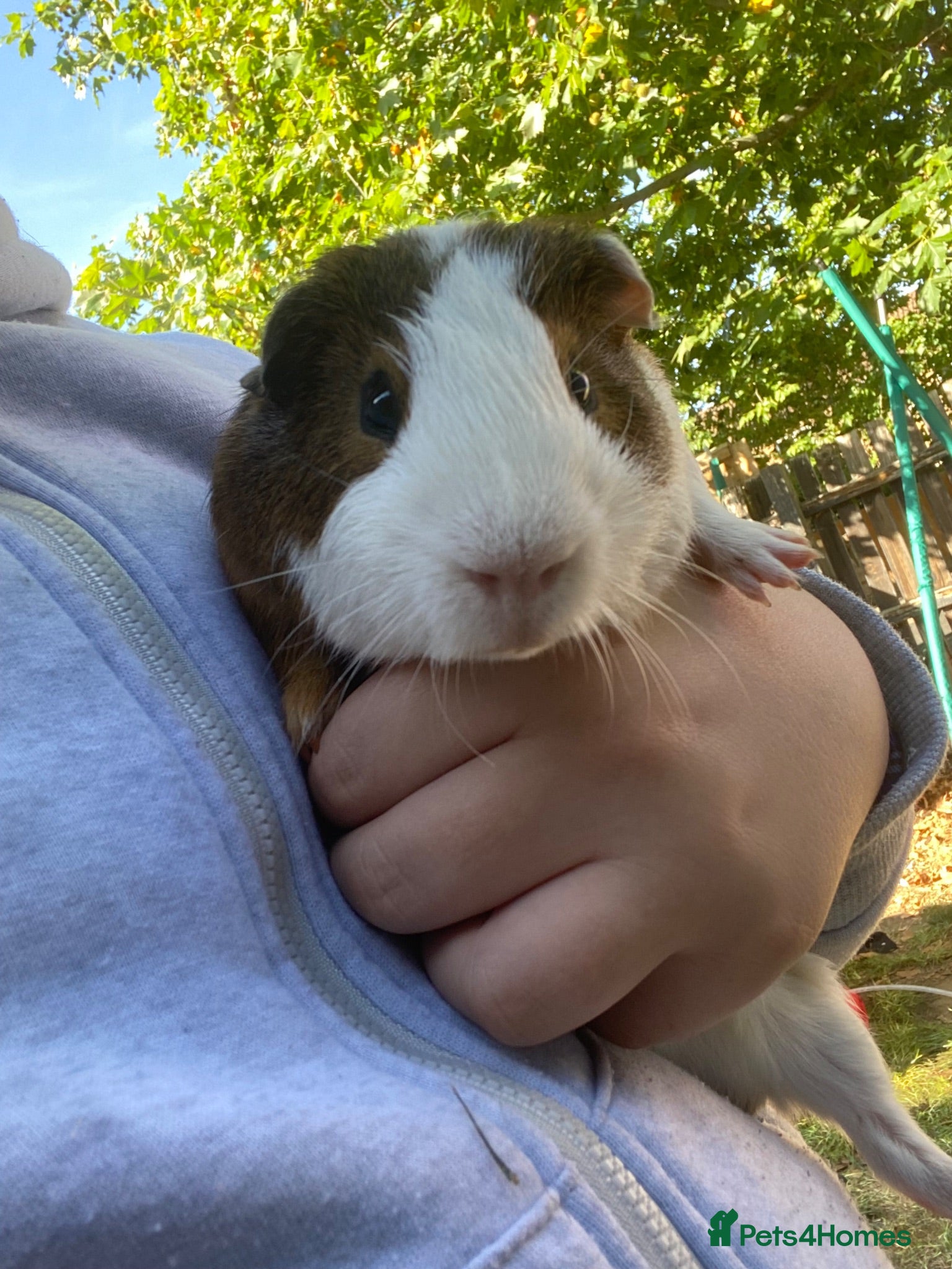 Guinea Pig rodents Male ginnies  - Advert 2