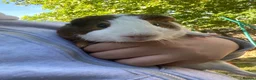 Guinea Pig rodents for sale: Male ginnies  - Advert 1
