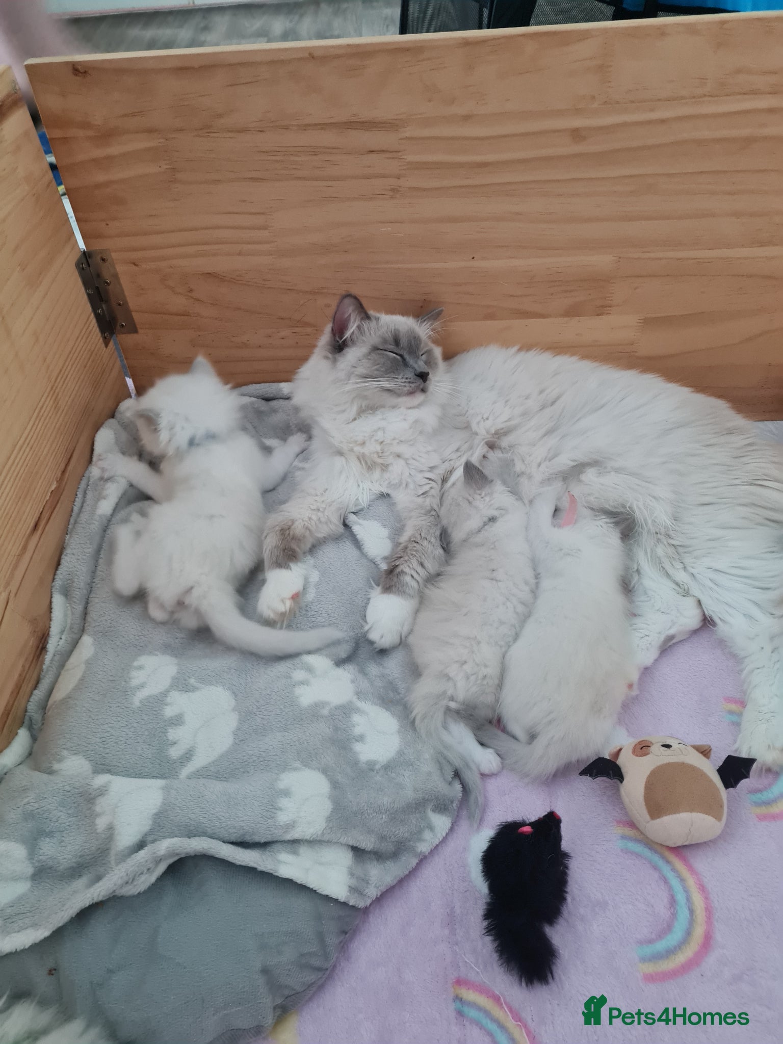 Ragdoll cats Ragdoll kittens for sale  - Advert 1