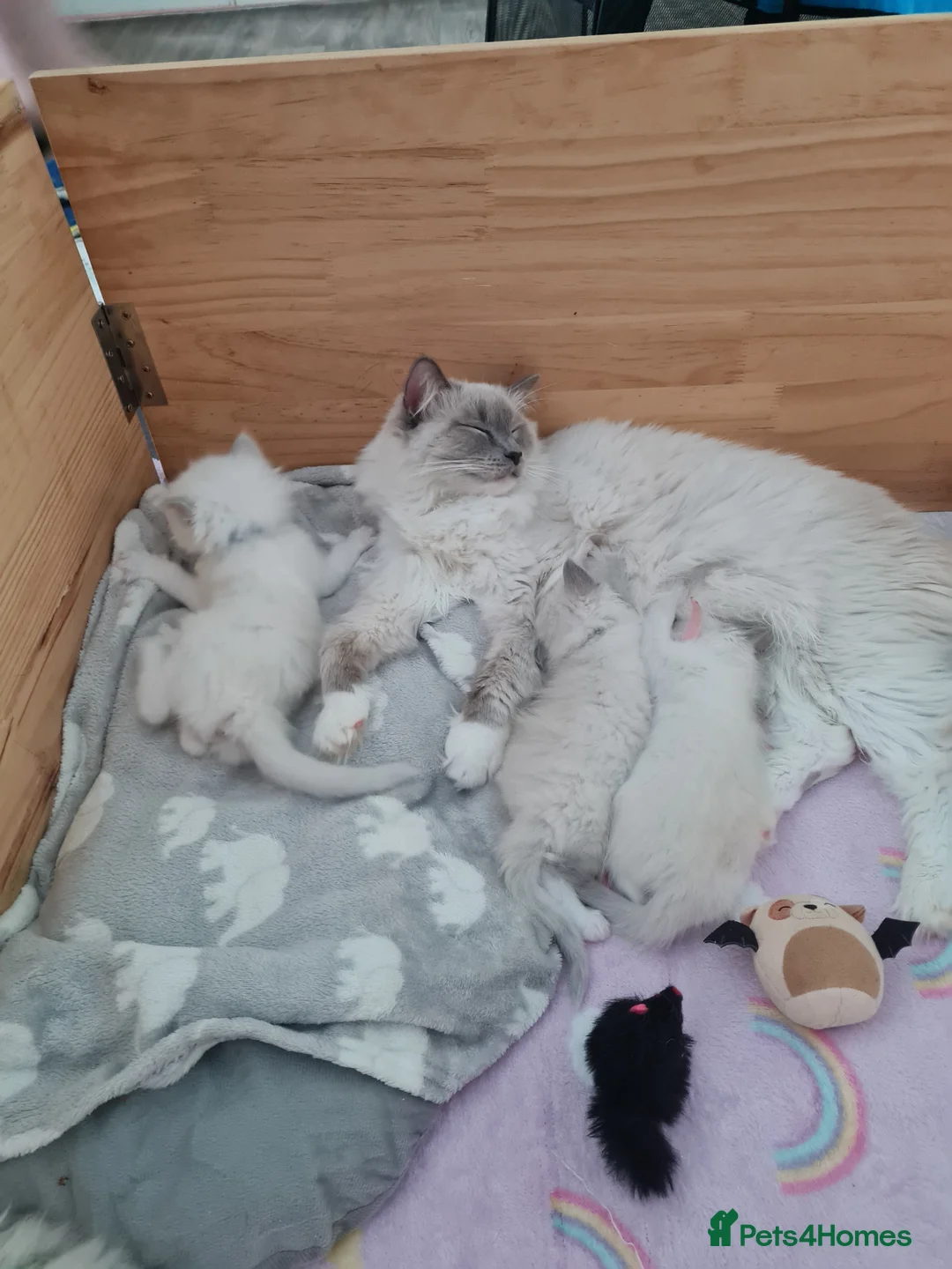 Ragdoll cats for sale: Ragdoll kittens for sale  - Advert 1