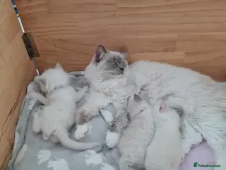 Ragdoll cats Ragdoll kittens for sale - Advert 2