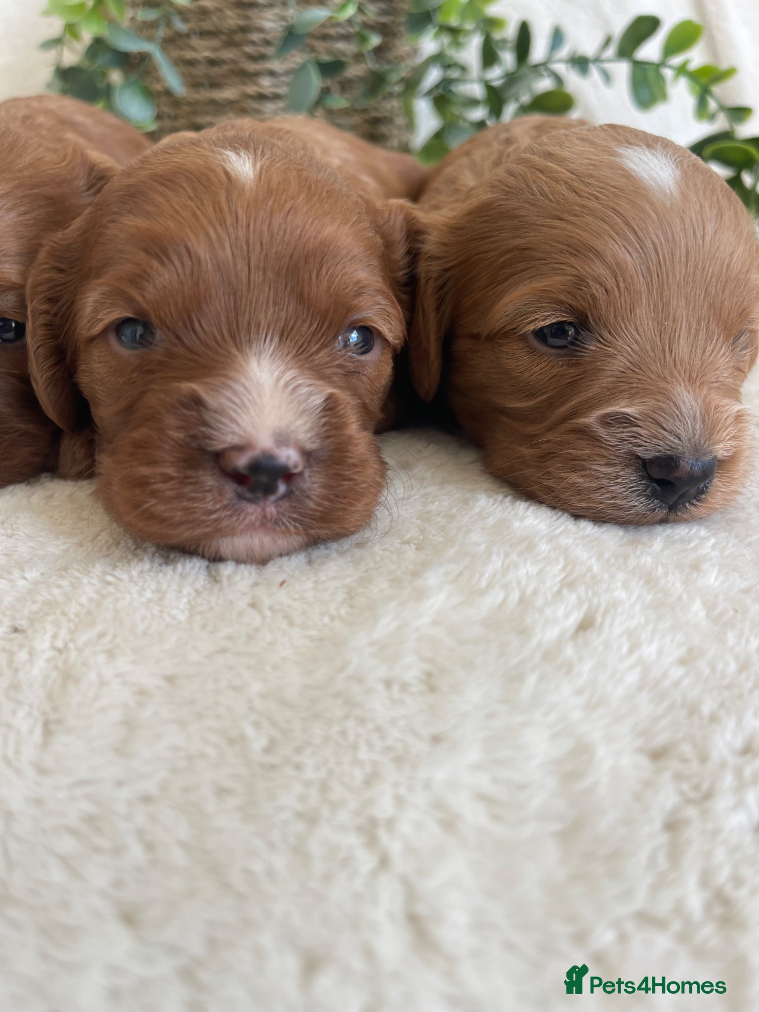 Cavapoo dogs STUNNING DNA TESTED TOY CAVAPOOS - Advert 1