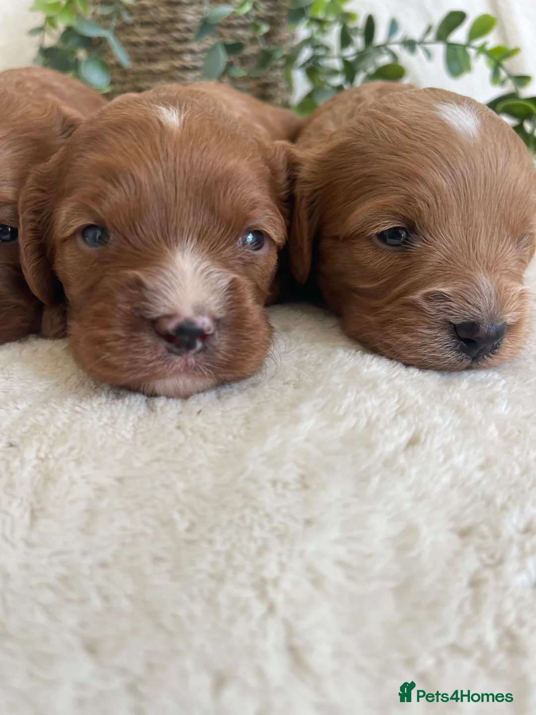 Cavapoo dogs for sale: STUNNING DNA TESTED TOY CAVAPOOS - Advert 1