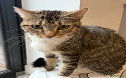 Domestic Shorthair cats for sale: Looking for a Loving Home for Our Two Cats! 🐾 - Image 2