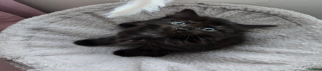 Mixed Breed Kitten 2