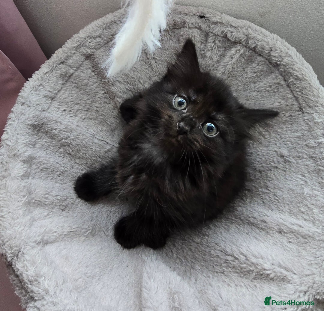 Mixed Breed cats for sale: 5 Kittens for sale - Image 11