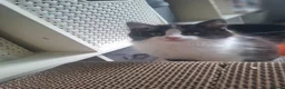 Mixed Breed cats for sale: Beautiful Fluffy Little Girl in Moreton-in-Marsh - Advert 2