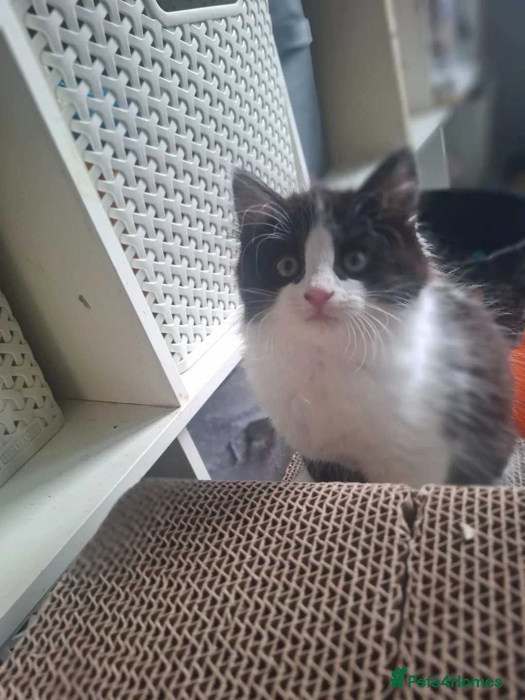 Mixed Breed cats for sale: Beautiful Fluffy Little Girl in Moreton-in-Marsh - Advert 2