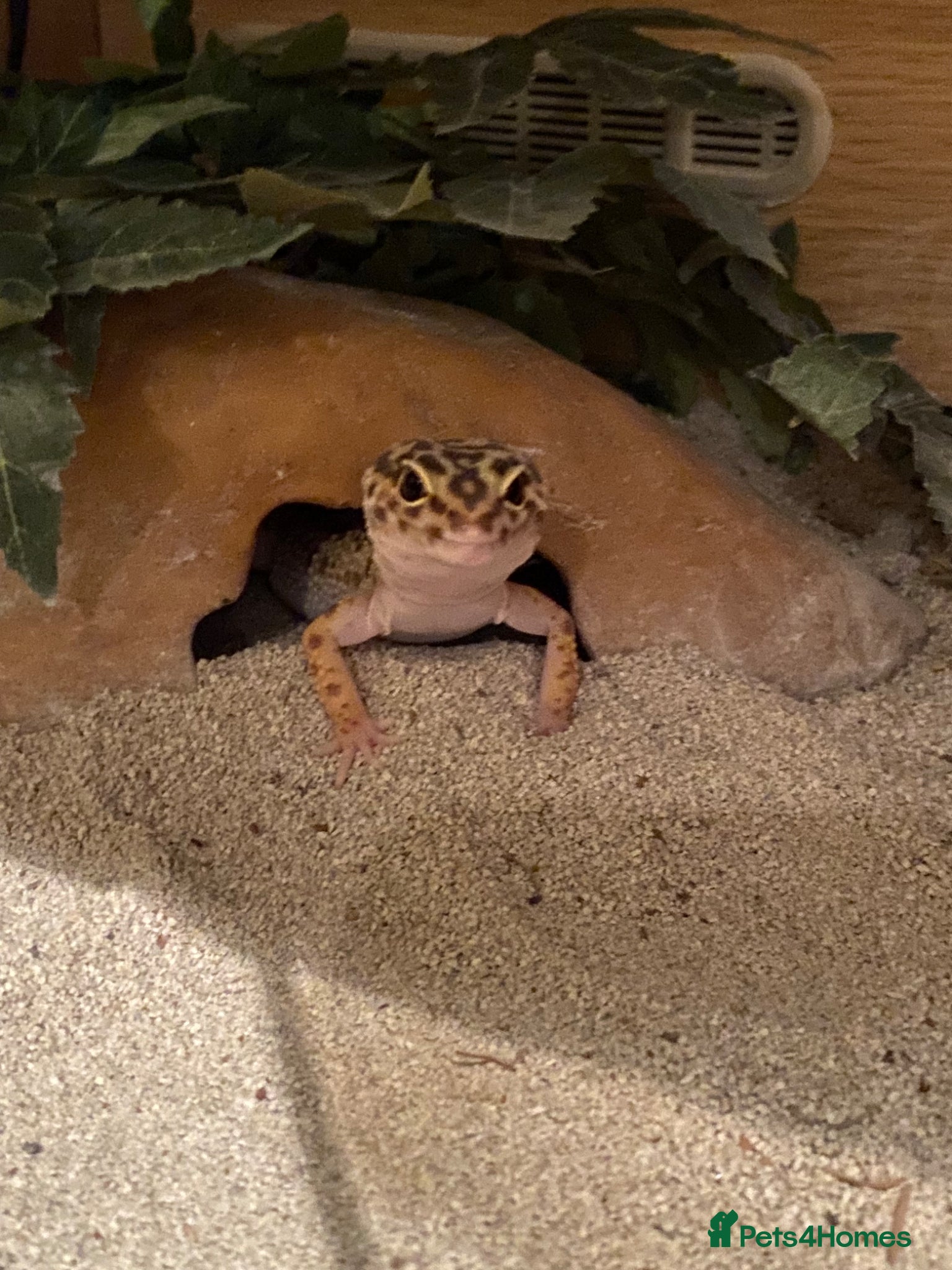 Gecko reptiles for sale: 2 leopard geckos with tanks and full set ups - Advert 5