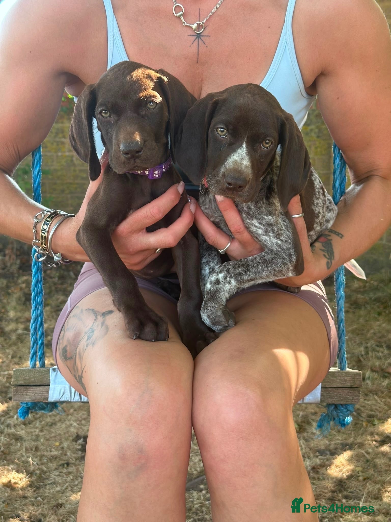 German Shorthaired Pointer dogs Beautiful German Shorthaired Pointer Pups - Advert 2