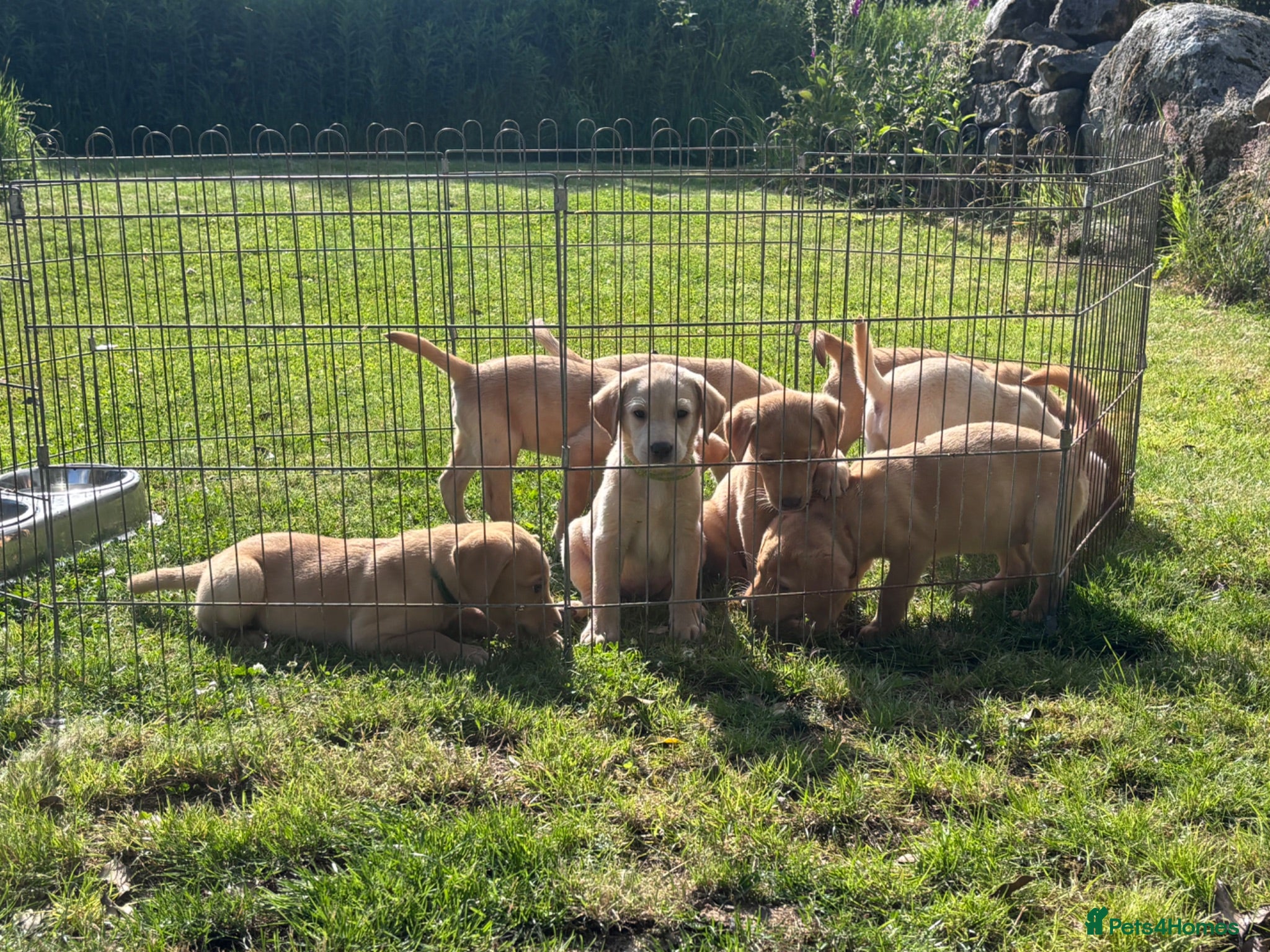 Labrador Retriever dogs KC Registered Labrador Puppies - Advert 1