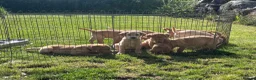 Labrador Retriever dogs for sale: KC Registered Labrador Puppies in Banchory - Advert 1