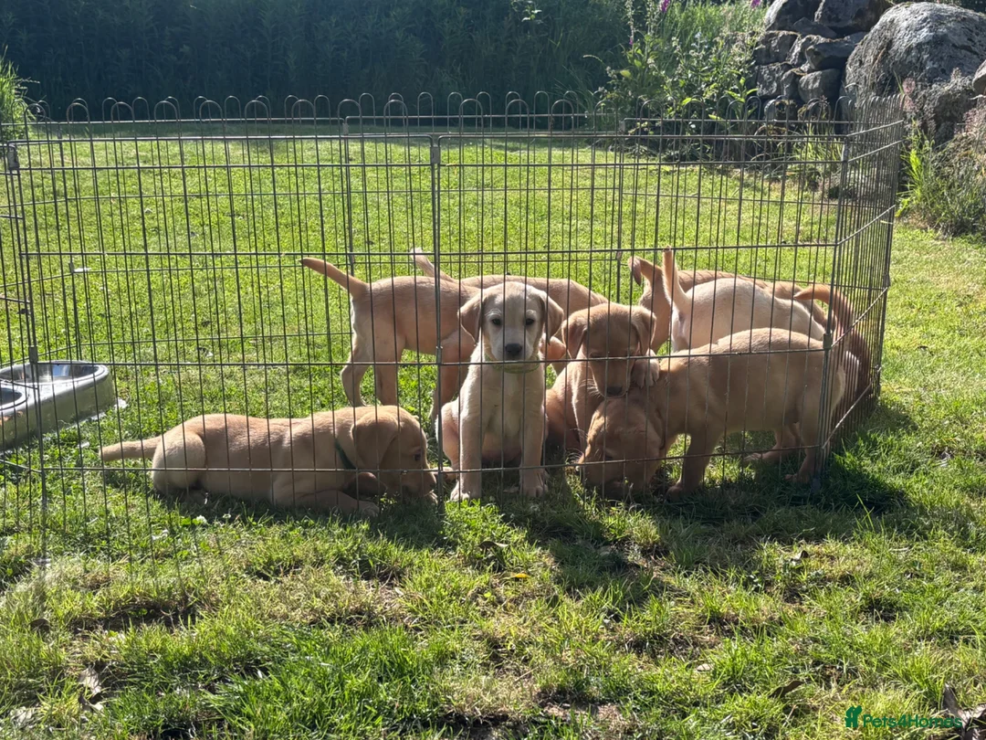 Labrador Retriever dogs for sale: KC Registered Labrador Puppies in Banchory - Advert 1