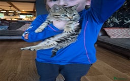 Mixed Breed cats for sale: Beautiful marked  friendly kittens  - Image 1