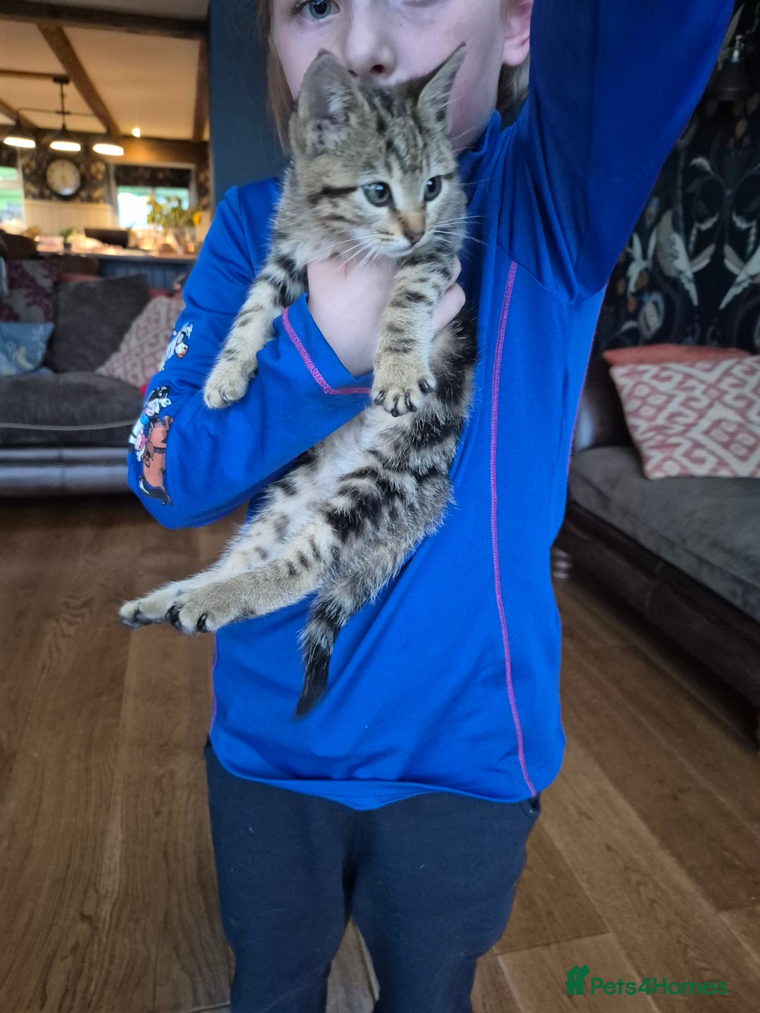 Mixed Breed cats for sale: Beautiful marked  friendly kittens  - Image 1