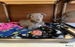 Whippet dogs for sale: 4 left, KC registered blue whippet puppies  - Image 11