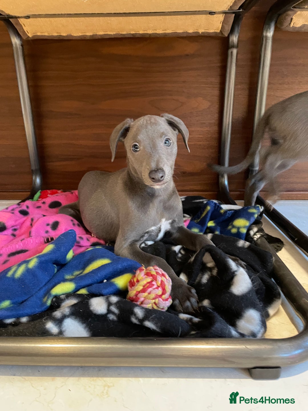 Whippet dogs for sale: 4 left, KC registered blue whippet puppies  - Image 11