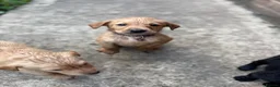 Labrador Retriever dogs for sale: Beautiful Labrador Puppies Ready for Loving Homes - Advert 4