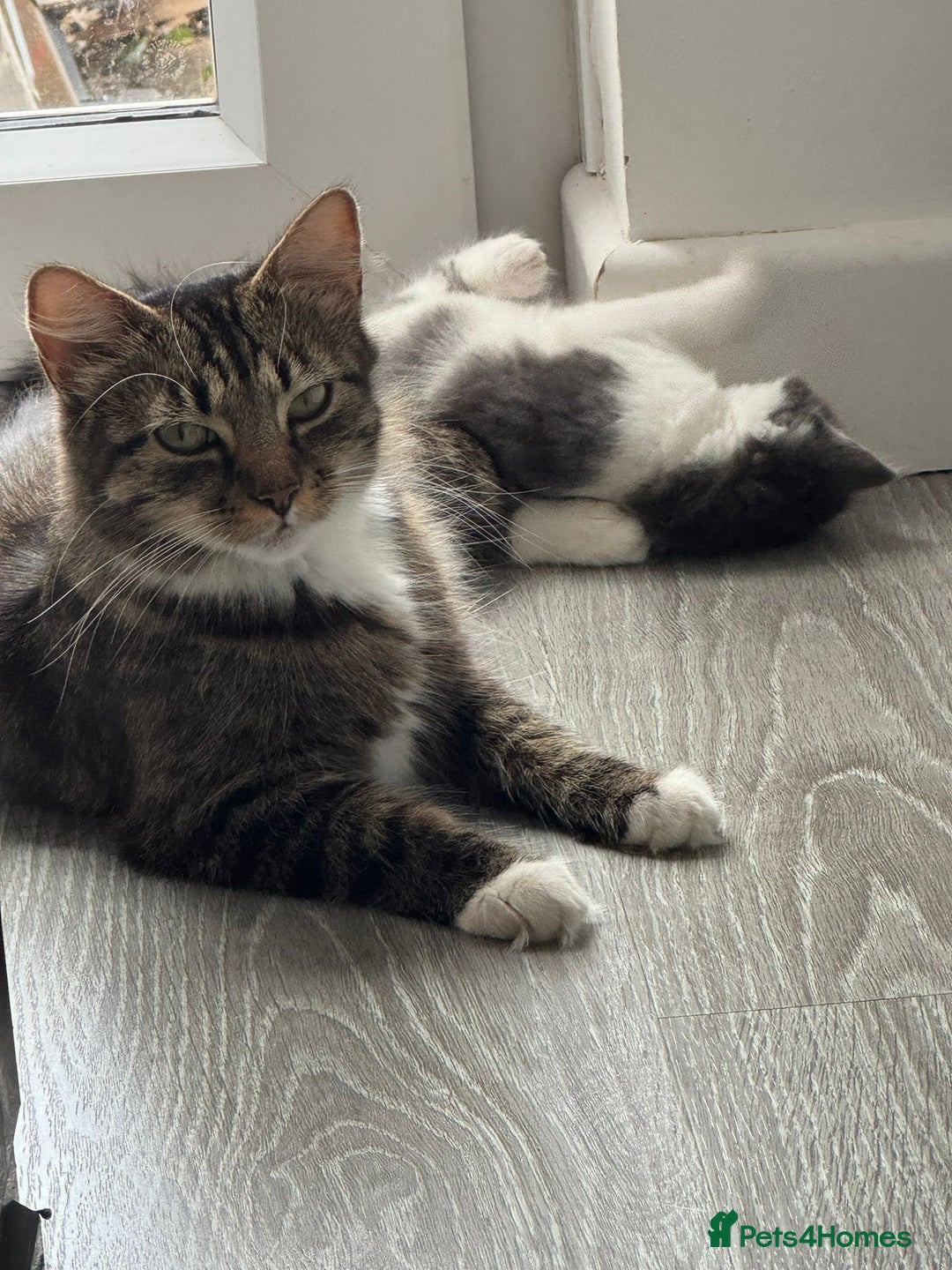 Mixed Breed cats for sale: Mixed breed Tabbies  - Image 14