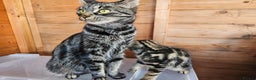 Bengal cats for sale: Adorable Half Bengal Kittens - Advert 22