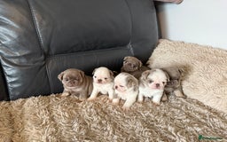 Pug dogs for sale: Stunning litter lilac tans and lilac tan pandas - Image 36