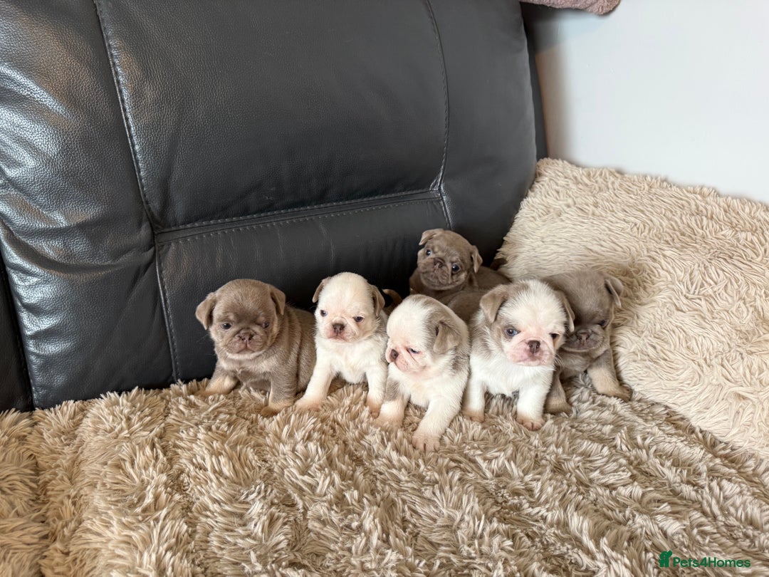 Pug dogs for sale: Stunning litter lilac tans and lilac tan pandas - Image 36