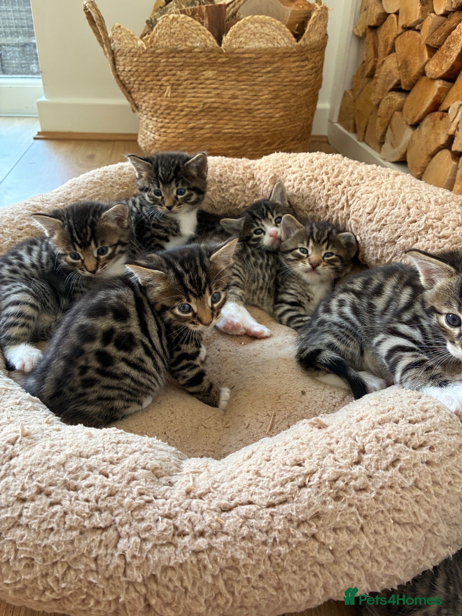 Bengal cats Gorgeou Bengal kittens 4 boys left 4 weeks old - Advert 18