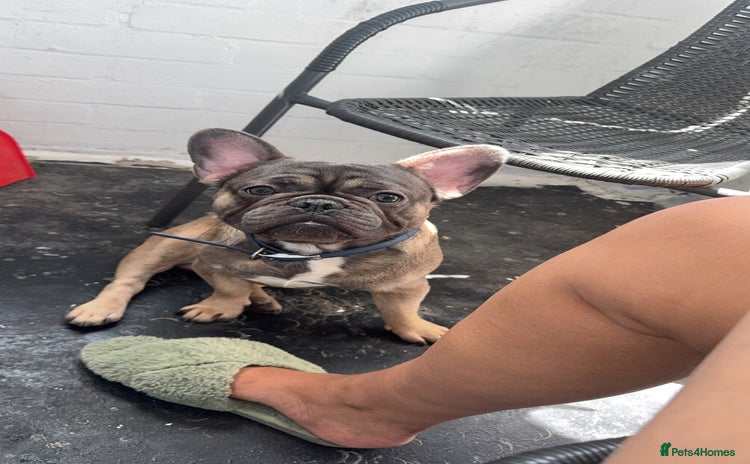 French Bulldog dogs - Advert 1