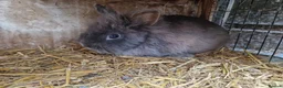 Mixed Breed rabbits for sale: Adorable, friendly dwarf lionhead boy  - Advert 4