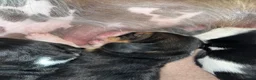 Basset Hound dogs for sale: Beautiful KC registered basset hounds - Advert 27