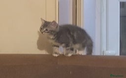 Mixed Breed cats for sale: 2 boys and 1 girl - Image 8