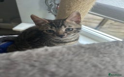 Bengal cats for sale: Bengal Kittens for Sale – Girl & Boy 🐆💛 - Image 14