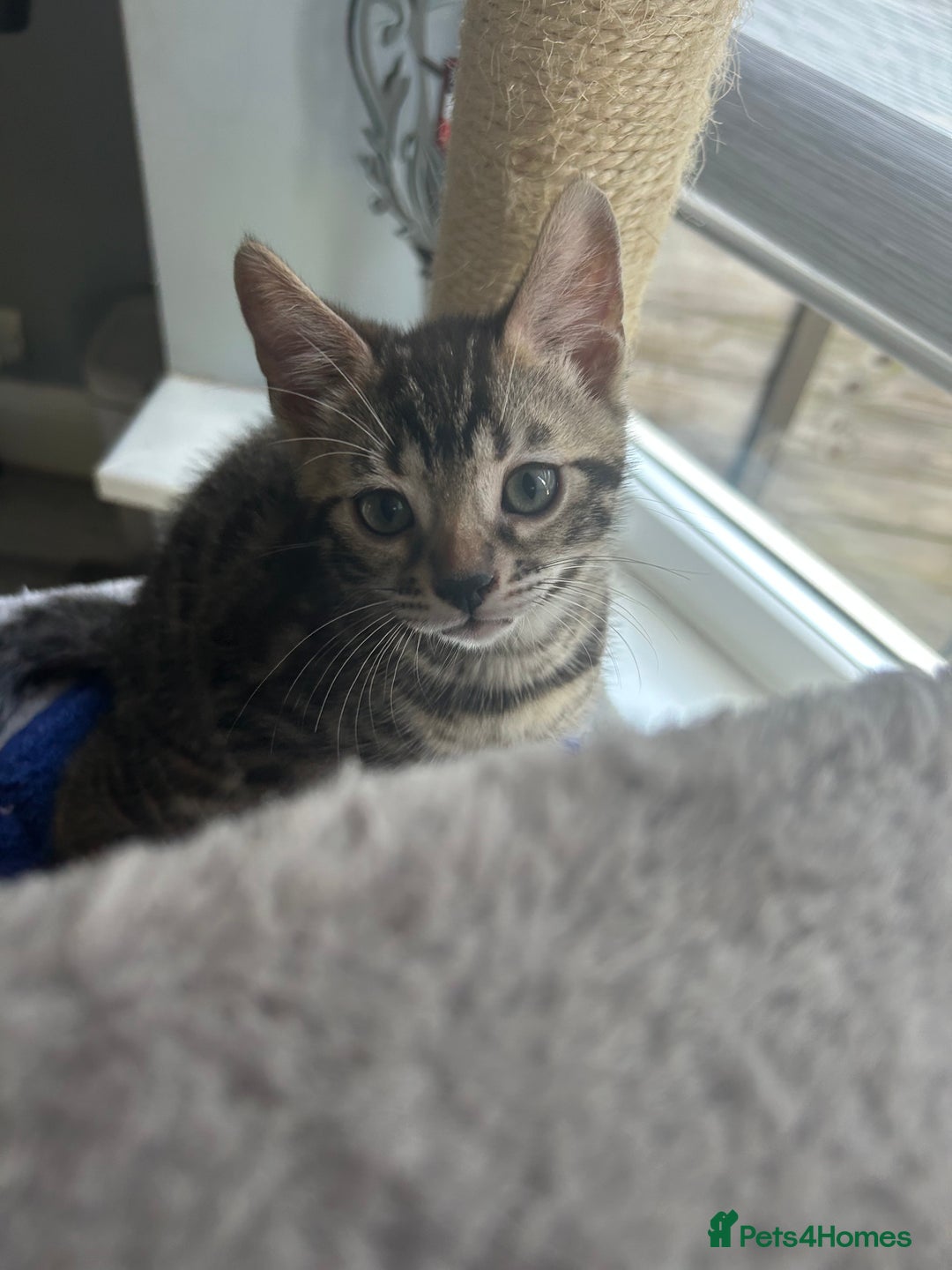 Bengal cats for sale: Bengal Kittens for Sale – Girl & Boy 🐆💛 - Image 14