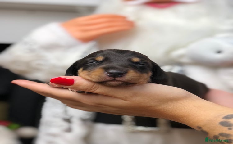 Miniature Dachshund dogs Ready to leave end of December🥰🐾 - Advert 3