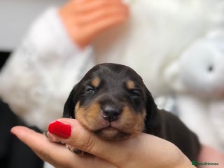 Miniature Dachshund dogs Ready to leave end of December🥰🐾 - Advert 1