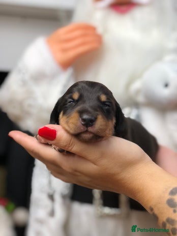 Miniature Dachshund dogs Ready to leave end of December🥰🐾 - Advert 3