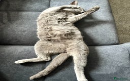 Russian Blue cats for sale: 4 years old Russian blue  - Image 4