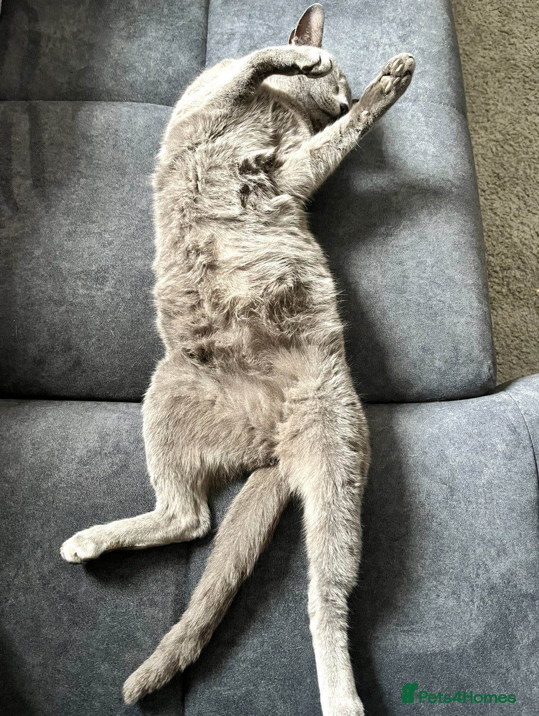 Russian Blue cats for sale: 4 years old Russian blue  - Image 4