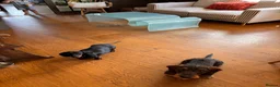 Dachshund dogs for sale: Smooth Dachshund × Wire-Haired Dachshund Puppies - Advert 10