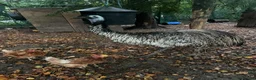 Emus poultry for sale: Emu female  - Advert 2