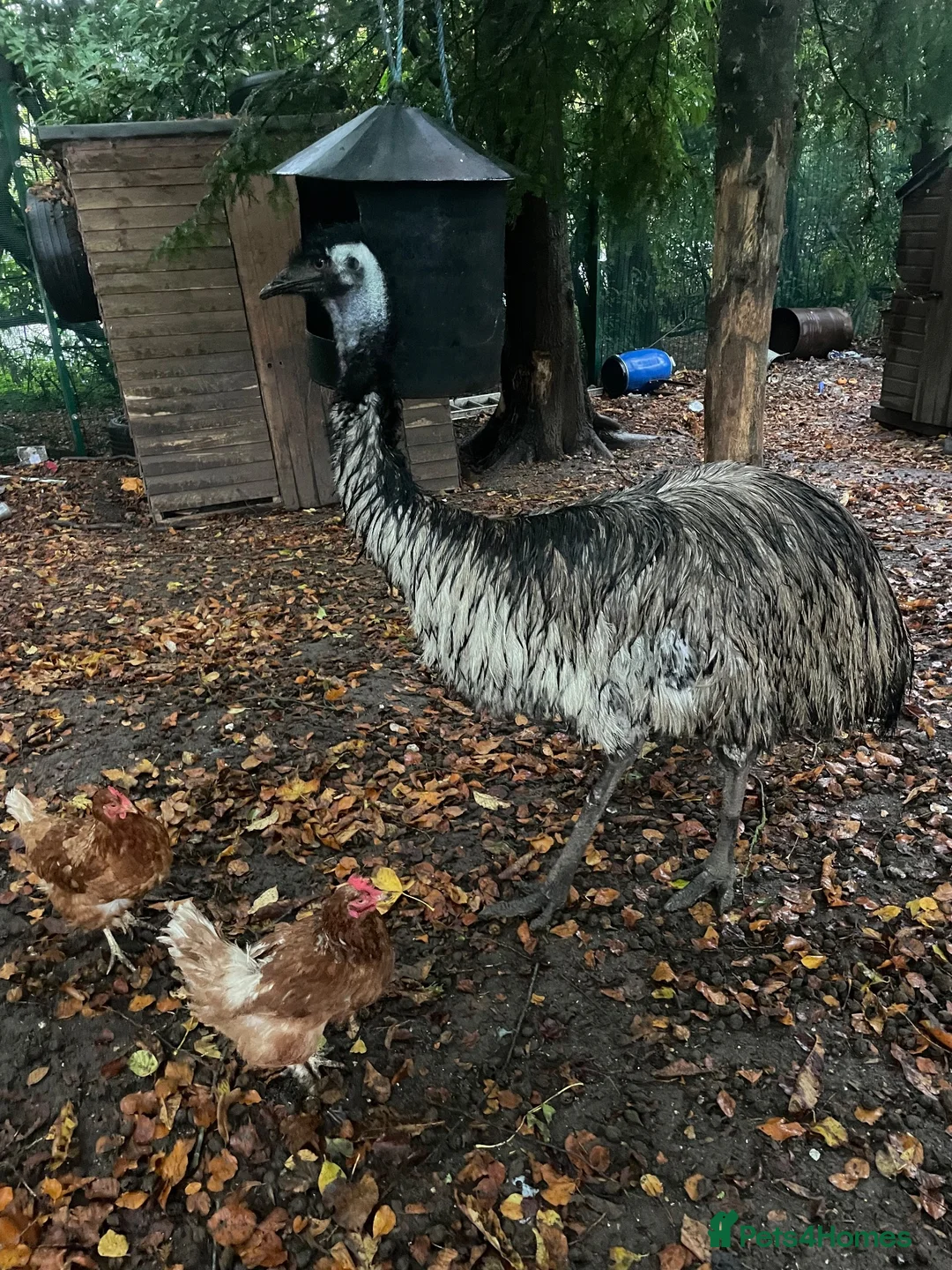 Emus poultry for sale: Emu female  - Advert 2