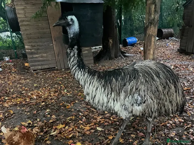 Emus poultry for sale: Emu female - Advert 2