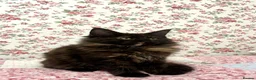 Maine Coon cats for sale: Beautiful Tica Maine Coon babies  - Advert 7